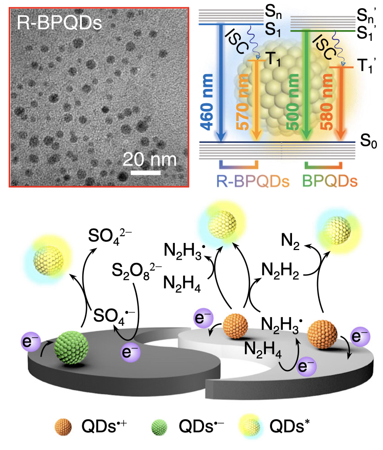 Arginine-modified black phosphorus quantum dots with dual excited states for enhanced electrochemiluminescence in bioanalysis