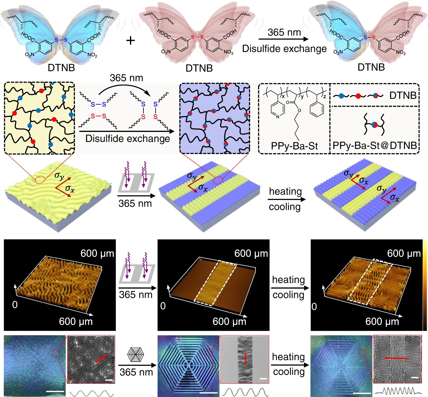 Photo-induced stress relaxation in reconfigurable disulfide-crosslinked supramolecular films visualized by dynamic wrinkling