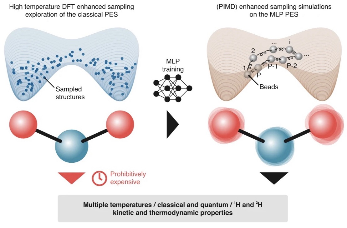 Nuclear quantum effects on zeolite proton hopping kinetics explored with machine learning potentials and path integral molecular dynamics