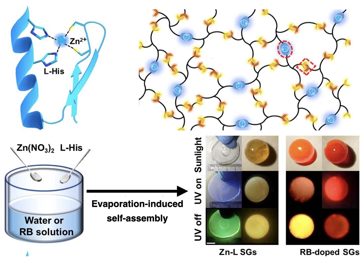 Supramolecular glasses with color-tunable circularly polarized afterglow through evaporation-induced self-assembly of chiral metal–organic complexes