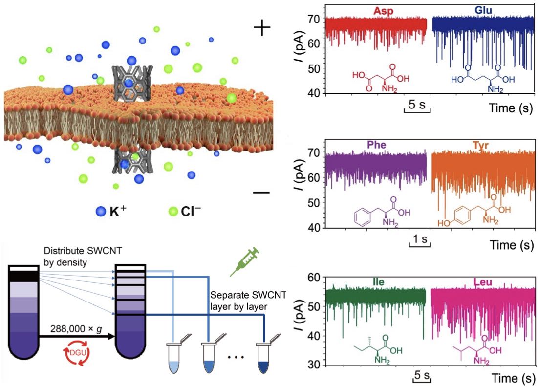 High-resolution discrimination of homologous and isomeric proteinogenic amino acids in nanopore sensors with ultrashort single-walled carbon nanotubes