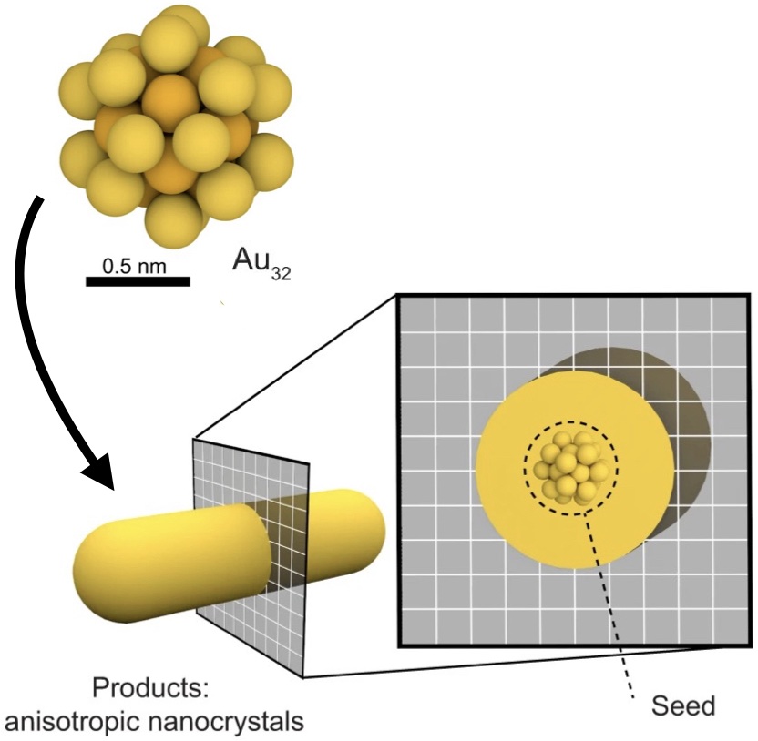 Atomically precise nanoclusters predominantly seed gold nanoparticle syntheses