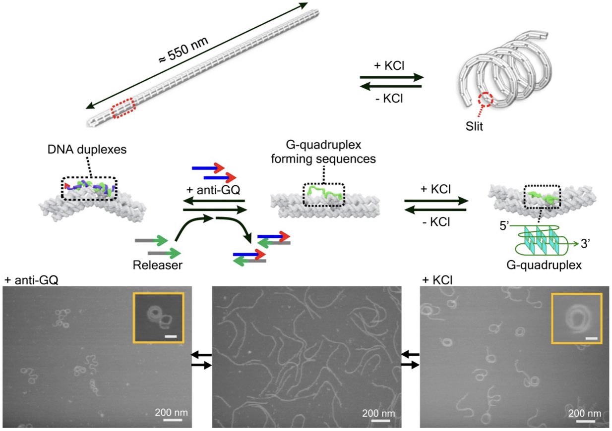 Chemo-mechanical forces modulate the topology dynamics of mesoscale DNA assemblies