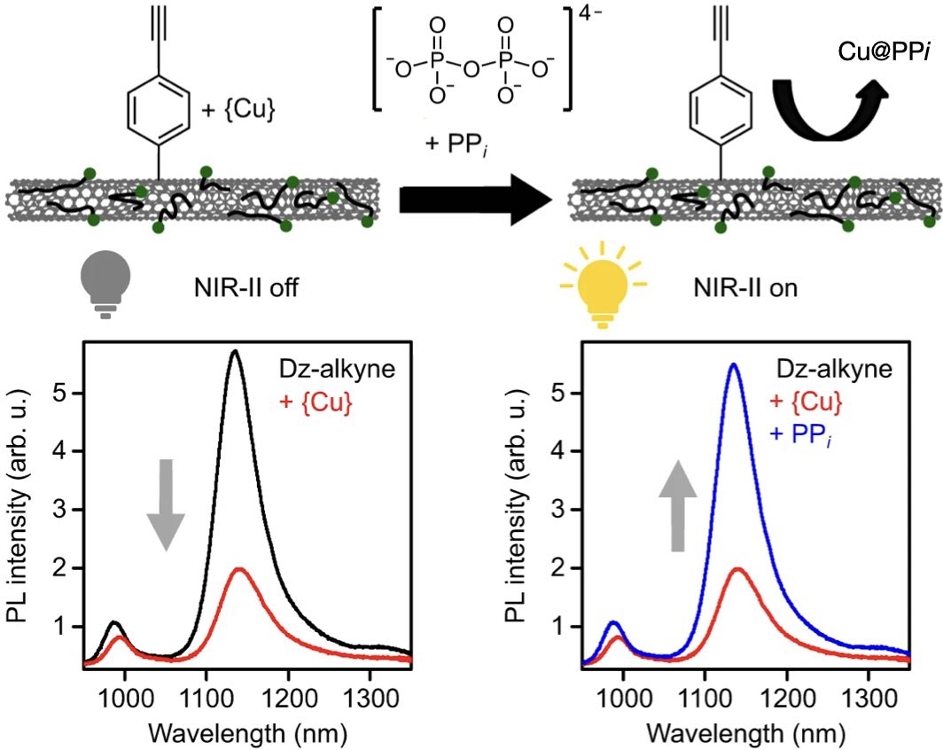 Ratiometric fluorescent sensing of pyrophosphate with sp³-functionalized single-walled carbon nanotubes