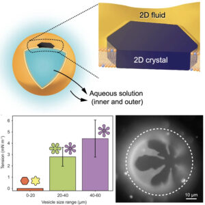 Flower-shaped 2D crystals grown in curved fluid vesicle membranes