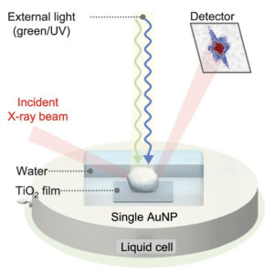 In-situ and wavelength-dependent photocatalytic strain evolution of a single Au nanoparticle on a TiO2 film